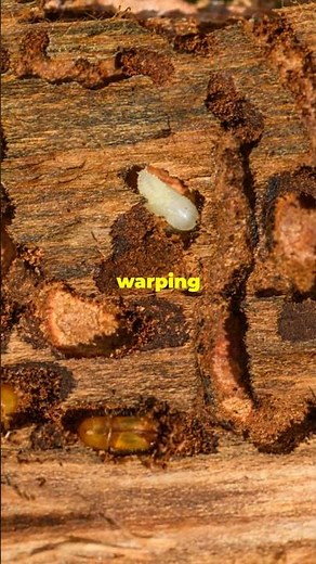 Wood Drying: Mastering the Art of Seasoning. #shorts