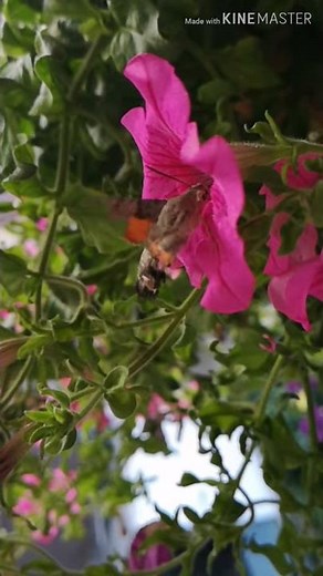 Macroglossum stellatarum- hummingbird hawk-moth- slow motion
