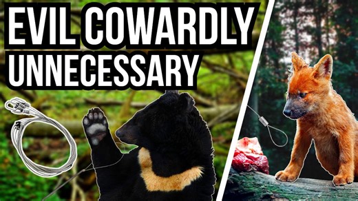 5 Species Worst Affected By The Snaring Crisis Exposing Nature’s Hidden War