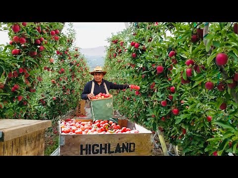 Gala Apple Harvest in Washington 🍎 Wonderful Apple Picking