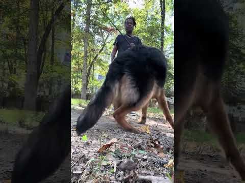 Unedited GSD training 😱 with my 8month old #gsd