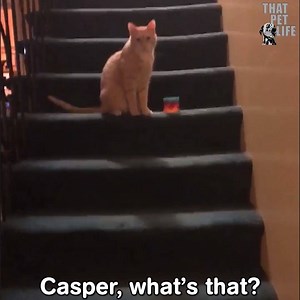 Fridays might as well be Mondays if not spent in the company of cats. | Animal Tales