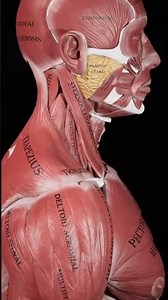 Get to know your muscles and bones in 3D 🔍🦴⁣\r\n⁣\r\nUnderstanding your body helps you move better,...