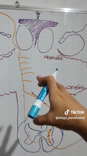 Neuroanatomía de la Vía Piramidal: Explicación Detallada