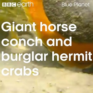 It's a snail eat snail world out there. | BBC Earth