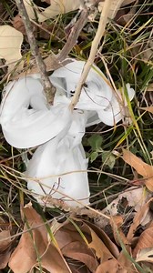 30K views · 18 reactions | #WhatWednesday (01/24/2024) video comes in...