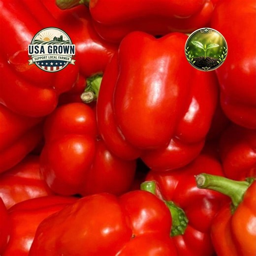 Revolution Sweet Pepper Seeds Non GMO Heirloom Vegetable Seeds (20 Seeds) High Yield Garden Planting Pack - Etsy