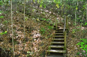 Apalachicola Bluffs and Ravines Preserve: Garden of Eden Trail, Bristol, Florida﻿