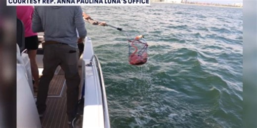 Flamingo rescued after blown off course by Hurricane Idalia