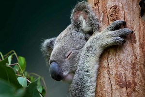 The Most Fascinating Koala Facts You’ve Never Heard, Guaranteed