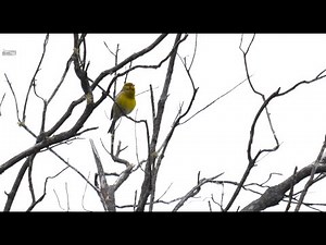 🐦 atlantic canary 🐦 in 4K / UHD 🐦 by ani male