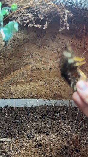 Idolomantis diabolica vs differents butterflies species. Those butterflies were deformed or about to die so we used them to feed this huge and amazing species of mantis. #mantispassion #mantis #prayingmantis #pets #petshop | Mantis Passion