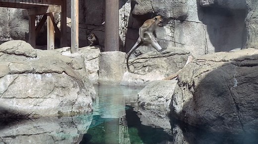 Take a look at that tail technique! Macaques can leap great distances — up to 16 ft — using their long tail for balance. Of course each monkey has its own style. Watch our troop in action. | Indianapolis Zoo