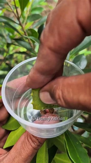 Air Layering Grafting Technique | Easy Plant Propagation Step by Step #springgrafting