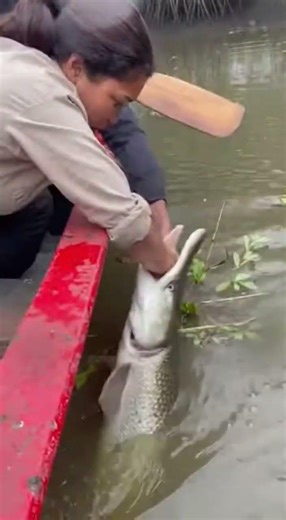 Giant Alligator Gar Grabs Her Hand in River Mouth Channel
