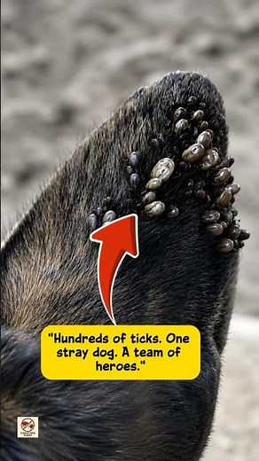 Stray Dog Covered in Ticks Gets Rescued (Heartbreaking to Hopeful)