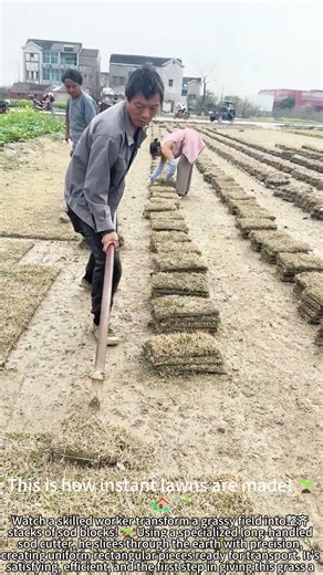 Cutting Perfect Sod Blocks with Long Shovel! 🌱🔪