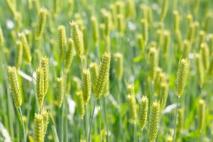 Agronomic Crops: Information and Resources | Penn State Extension