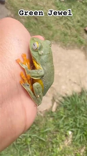 Meet the tiny ‘Green Jewel’#viralshorts #viralvideo # Meghalaya#tiktok #video #instagram