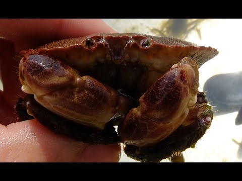 Cancer pagurus - Taschenkrebs / Edible Crab