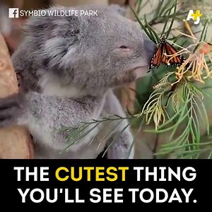 This butterfly landing on a koala's nose is the cutest thing you'll see today. | AJ