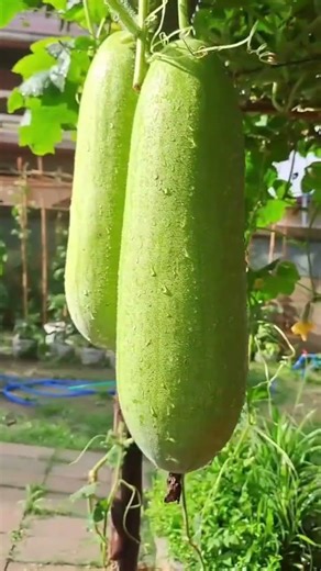บ้านสวน. #ปลูกผักกินเอง #เกษตรผสมผสาน #gardening #farming #garden #ผักสวนครัว #สวนผัก #farmlife