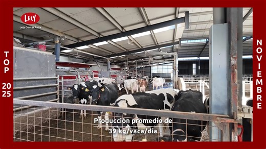🔴 TOP 2025 LCA - Noviembre Despedimos el top 2025 con un video de la serie Lely Dairy L sobre Granja La Cantina (Santa Olaja de la Vega, Palencia) Con 6 Astronaut A5, La Cantina es un claro ejemplo de automatización bien implantada. El brazo híbrido del robot marca la diferencia: rápido, preciso y suave. Sigue a la vaca sin apretarla, corrige en 3 dimensiones (x,y,z) y mantiene un ordeño estable incluso con movimiento. El resultado: un rebaño tranquilo y una producción constante y automatizada.