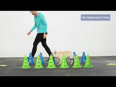 fitpaws caninegym agility set - Morin France