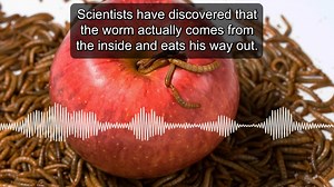 How does a worm get inside an apple? You know, I used to believe that the worms must have burrowed their way in from the outside. But scientists tell us that's not correct. Scientists have discovered that the worm actually comes from the inside and eats his way out. How then, does it get there? Well, they say that an insect lays an egg in the apple blossom. And some time later, the worm hatches in the heart of the apple and then eats its way out. And sin is like the worm. Sin begins in the heart