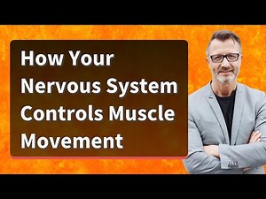 How Your Nervous System Controls Muscle Movement