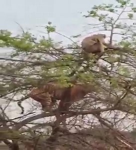 Lion and monkey fight | Emmanuel Isaac's