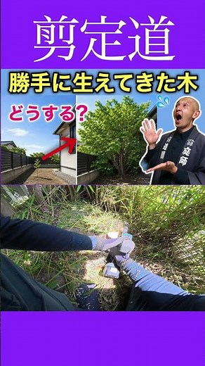 初心者応援《切株の処理方法》勝手に生えて大きくなっちゃった！！ #剪定方法 #庭木の管理 #庭作業 #枝おろし #初心者