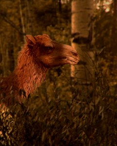 87K views · 1.6K reactions | Millions of years ago, the Arctic was a lush forest ecosystem, home to even ancient camels. | NOVA l PBS | Facebook