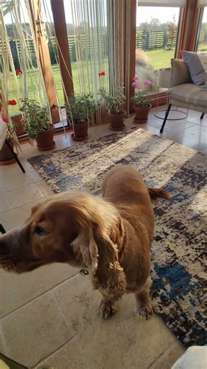 Jet howling, he's not stinky 😂 #howling #cockerspaniel #howl #dog #dogs #doghowling