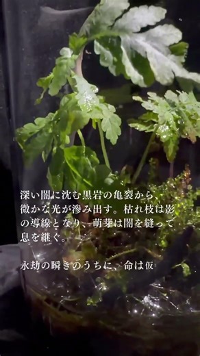 「飲み終えたあとが、いちばん豊かかもしれない。」 #ネイチャーアート #なぜ生きる #死生観 #本音で生きる #アクアリウム #アートセラピー #人生の意味 #宇宙 #静かな退職 #デスク環境