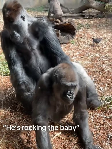 Gorilla's Remarkable Moment in Nature