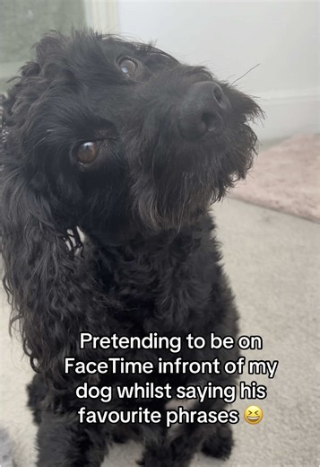Fun FaceTime with My Cockapoo, Rex