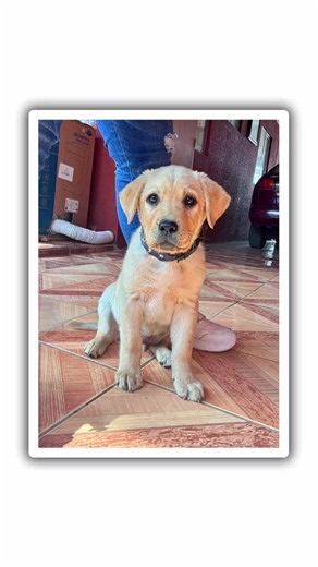 Crecí un poquito en un año #gojo #perros #labrador #puppy #petsoftiktok