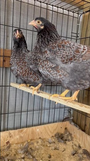 Making some progress on my blue laced bantam Wyandottes #breeders #chickens #bantams #wyandottes
