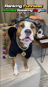 Ranking FUNNIEST Animal Speaking English Moments 🐱🐶