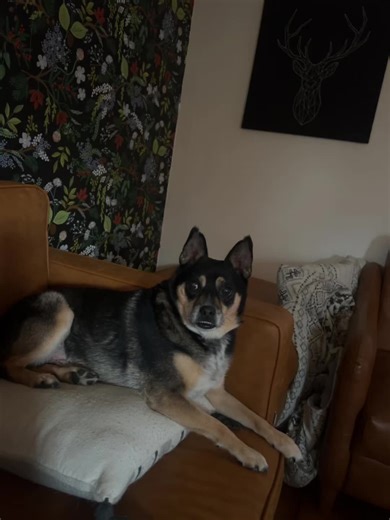 He always look like he wants to cry. He miss his owner 🥲😂😂😂. #patricesprettypaws #dogsoftiktok #roverpetsitting #housesitting