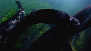 Nature: The Mystery of Eels | Netflix