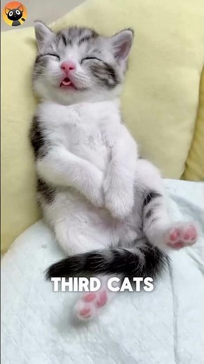 5 Facts You Didn't Know About Cats