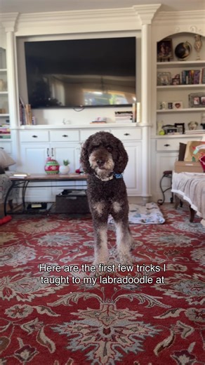 What initial commands did you teach your dog when they were a puppy? #dogtraining #labradoodle #sportdog #doodledog
