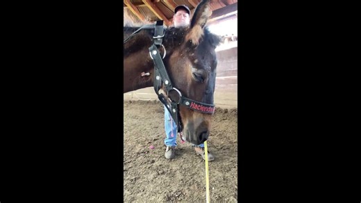 Shocking parasite extraction: 16 million viewers witness Parascaris equorum in foal