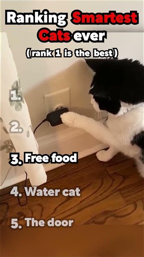 Ranking the smartest cats ever #cats #smart #funny