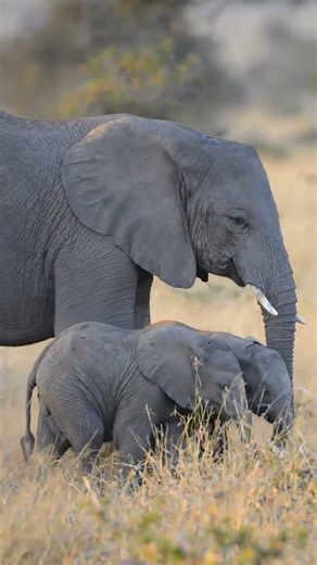 baby elifant playing with her mom 💓
