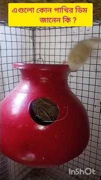 Java pakhi kibhabe Dim Bachha kare #you tube Shorts#Bird Care #Viral Shorts #জাভা পাখির ডিম বাচ্ছা