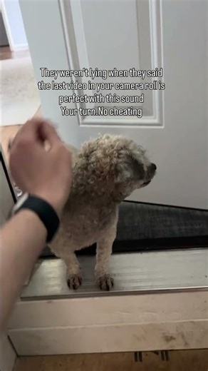 Testing the “last video in your camera roll” trend… and it actually worked 😭🐾#viral #shorts #trend