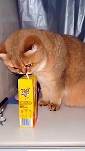 When cats taste something for the first time, their reactions can be hilarious and unpredictable. They may sniff cautiously, take a tiny lick, and then either accept it or recoil dramatically. Some shake their heads, squint, or even stick out their tongues in disgust. Since cats lack taste receptors for sweetness, they often ignore sugary foods. Their curiosity and picky nature make every new taste an adventure! | Paw Plaza